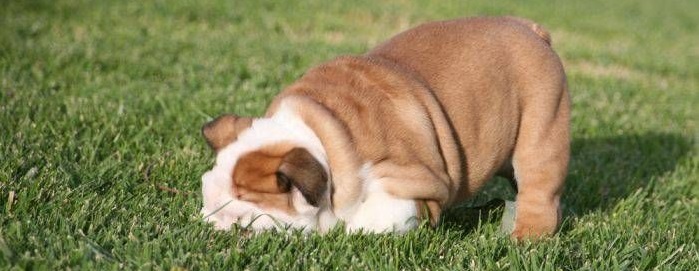 peri-peri complain shame