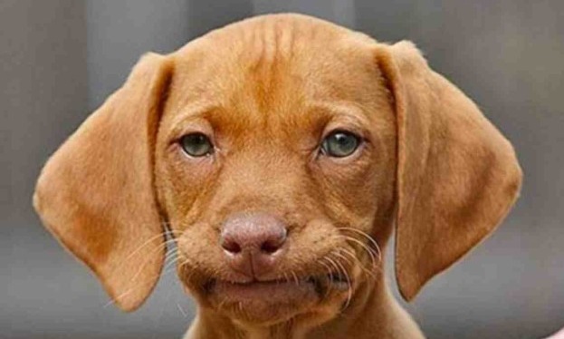 send help: i have no common&nbsp;sense