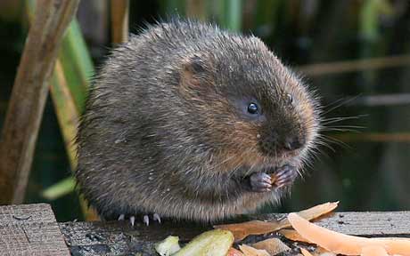 water-vole_1629738a